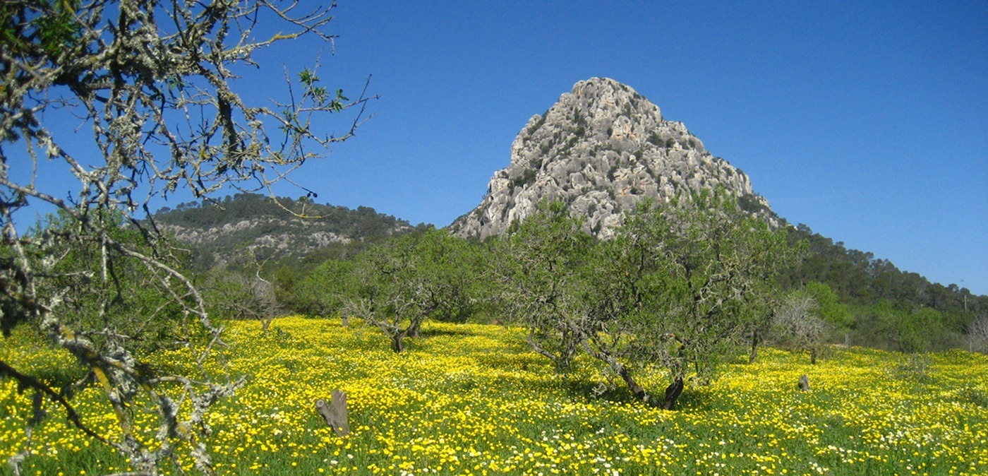 Blumenwiese am Hexenberg bei Algaida