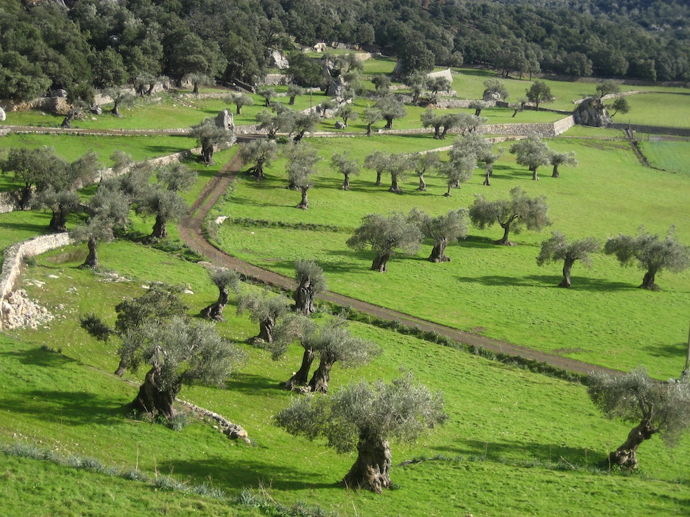 Saftig grünes Olivenhain