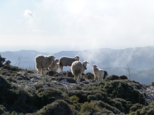 Wegbegleiter in der Tramuntana