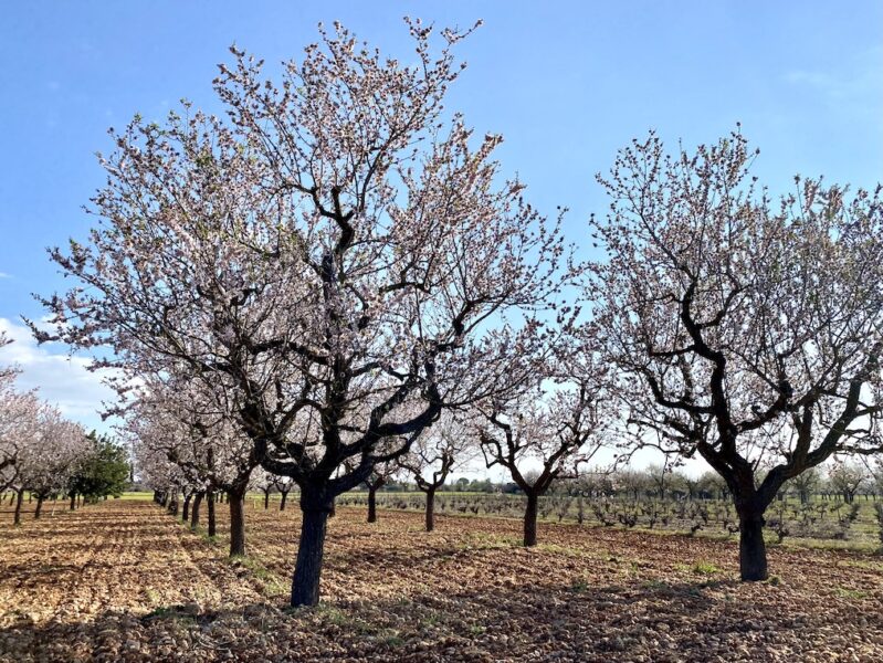 Die Mandelblüte im Februar auf Mallorca