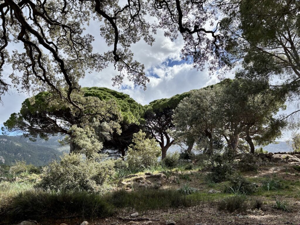 Schirmpinien bei Deia